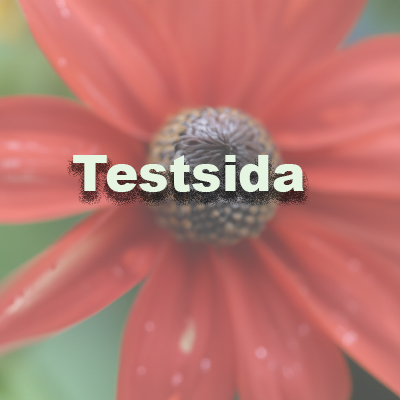 En bild som visar texten "Testsida"