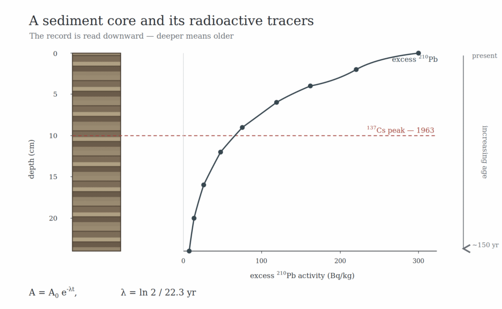 Schematic: excess ²¹⁰Pb decays with depth while the ¹³⁷Cs peak fixes 1963 — a record that keeps time while never ceasing to change. (Illustration by the author)